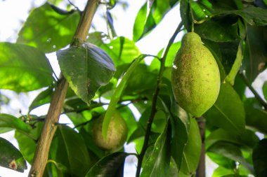 İtalya 'da bir ağaçtaki yeşil limon, taze ve organik, narenciye büyümesini, doğal yeşilliği ve Akdeniz bahçesini vurguluyor.