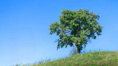 Tepede duran yalnız ağaç berrak mavi gökyüzüne karşı, doğayı, huzuru, manzarayı ve açık hava güzelliğini sembolize ediyor.