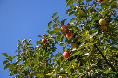 Ağacın üzerinde yetişen olgun portakal hurmaları, yenilebilir meyveler, sonbahar hasadı ve doğal bahçe güzelliği sergileniyor..