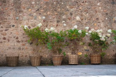 Paniklemiş ortancalar (PeeGee ortancaları) taş bir duvara karşı dizilmiş, süslü bahçe bitkileri, gür yeşillikler ve dekoratif açık hava yeşillikleri sergilenmektedir.
