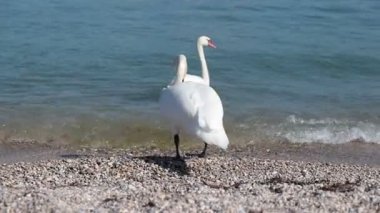 Güneşli bir günde İtalya 'nın Garda Gölü kıyısında tüylerini diken diken eden beyaz kuğu. Sakin su, yumuşak güneş ışığı ve sakin bir atmosferi olan huzurlu bir doğal manzara.