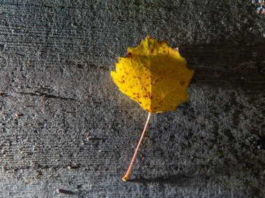 Yıpranmış ahşap bir yüzeyde tek kalp şeklinde sarı sonbahar yaprağı. Aspen ağacından düşen yapraklar doğal havalandırmayı ve mevsimsel renk değişikliğini gösteriyor.