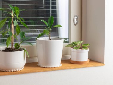 Üç saksı bitkisi ahşap bir pencere eşiğinde oturur: uzun parlak bir incir ağacı, orta büyüklükte bir çalı bitkisi ve Afrika menekşesi, hepsi de rahat bir örgü hasırı olan beyaz kaplarda.