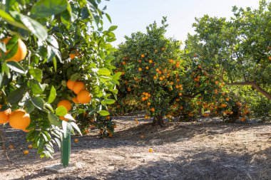 İspanya 'da güneşli bir portakal bahçesi ağaçlarda sayısız olgun portakal, ticari narenciye üretimi, güneşli ve ılıman Akdeniz kış ikliminde çevre dostu meyve çiftliği