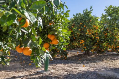 İspanya 'da güneşli bir portakal bahçesi ağaçlarda sayısız olgun portakal, ticari narenciye üretimi, güneşli ve ılıman Akdeniz kış ikliminde çevre dostu meyve çiftliği