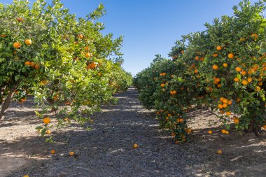 İspanya 'da güneşli bir portakal bahçesi ağaçlarda sayısız olgun portakal, ticari narenciye üretimi, güneşli ve ılıman Akdeniz kış ikliminde çevre dostu meyve çiftliği