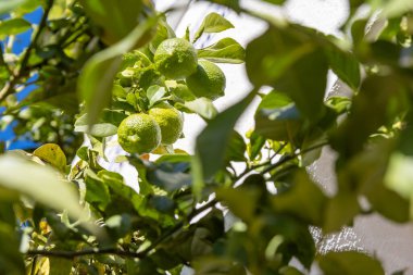 İspanya 'da güneşli bir limon ağacı ağaçlarda sayısız meyve, güneşli ve ılıman Akdeniz kış ikliminde çevre dostu tarım