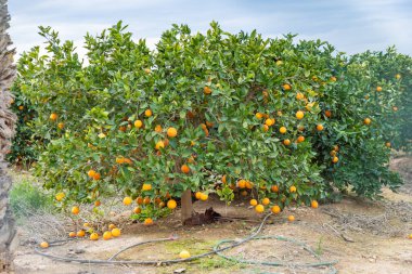 A sunlit orange grove in Spain with numerous ripe oranges on the trees, commercial citrus production, eco-friendly fruit farming in sunny, mild Mediterranean winter climate