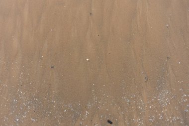 Geniş çerçeveli, nemli, kahverengi kumlu kumsal manzarası küçük beyaz, bej ve gri deniz kabuğu parçaları ile dağılmış. Bu doğal doku, kum ve organik enkazın ince taneciklerini vurgular.