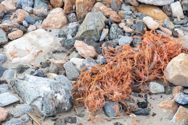 Ticari balık ağlarından yapılmış küçük plastik iplikçiklerden yapılmış terk edilmiş hayalet balık tutma ekipmanlarının yakın çekimi. Bu yırtık polietilen lifler kıyı şeritlerinde zararlı deniz çöpü olarak birikir.