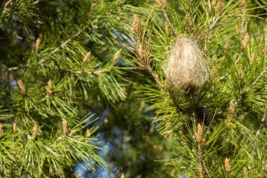 Çam ağacındaki çam güvesinin ipeksi kış yuvası. Büyük beyaz çadır benzeri kozalar dallarda görünür, tırtıllar tarafından ısıyı korumak ve soğuk aylarda büyümek için kullanılır.
