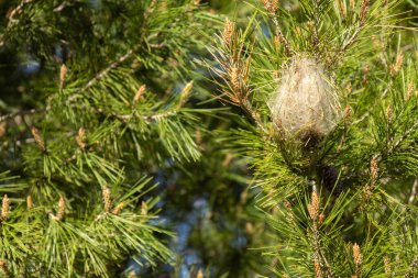 Çam ağacındaki çam güvesinin ipeksi kış yuvası. Büyük beyaz çadır benzeri kozalar dallarda görünür, tırtıllar tarafından ısıyı korumak ve soğuk aylarda büyümek için kullanılır.