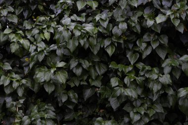 Taze yağmur damlalarıyla kaplanmış koyu yeşil sarmaşık yaprakları (Hedera sarmaşığı), detaylı dokular ve doğal, dengesiz bir atmosfer içerir.