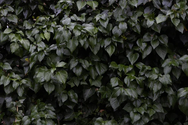 Taze yağmur damlalarıyla kaplanmış koyu yeşil sarmaşık yaprakları (Hedera sarmaşığı), detaylı dokular ve doğal, dengesiz bir atmosfer içerir.
