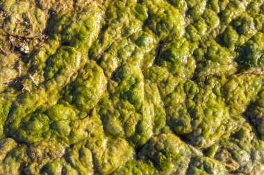 Temiz su yüzeyini kaplayan canlı yeşil yosunların yakın çekim görüntüsü, doğal su yaşamını ve deniz gelişiminin karmaşık dokularını gözler önüne seriyor.