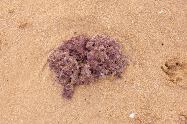 A close-up of a cluster of dark seaweed resting on the sandy beach, with the Mediterranean sea in the background, capturing a natural coastal scene.