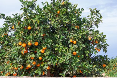 Parlak bir gökyüzünün altında canlı bir portakal bahçesi, yemyeşil dallardan sarkan olgun meyveler, gelişen bir narenciye çiftliğini, tarımın güzelliğini ve mevsimin taze ürünlerini gözler önüne seriyor.