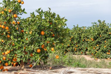 Parlak bir gökyüzünün altında canlı bir portakal bahçesi, yemyeşil dallardan sarkan olgun meyveler, gelişen bir narenciye çiftliğini, tarımın güzelliğini ve mevsimin taze ürünlerini gözler önüne seriyor.