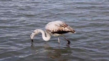 Daha büyük bir yavru flamingo Phoenicopterus gülü İspanya 'da bir tuz gölünün sığ sularında beslenir ve yetişkinlerin canlı pembe rengini geliştirmeden önce gri-beyaz tüylerini gösterir.
