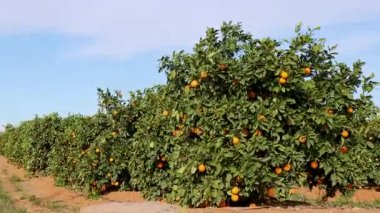Canlı portakal ağaçları olgun narenciye meyveleriyle dolu güneşli İspanya kırsalında temiz bir gökyüzünün altında yerli tarım üretimi ve hasat miktarını vurguluyor.