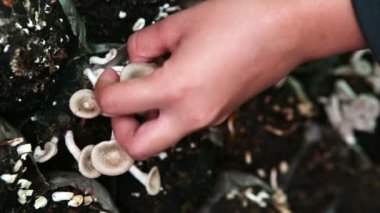 Çiftçi hasat mantar kadar kapatın