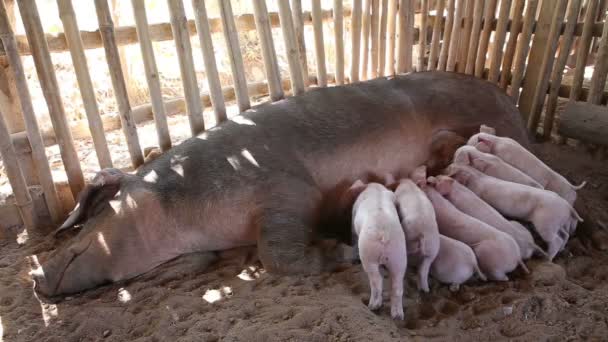porcelets affamés se battant pour obtenir l'allaitement 