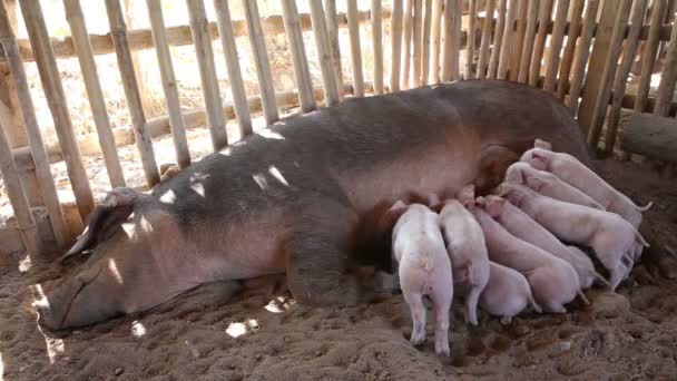 Hungry piglets fighting to get Breastfeeding — Stock Video