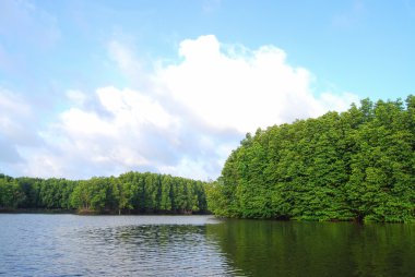 mangrov orman Tayland at ekolojisi