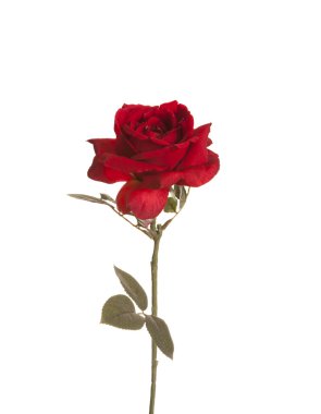 Tek kırmızı Rose.Plastic çiçek