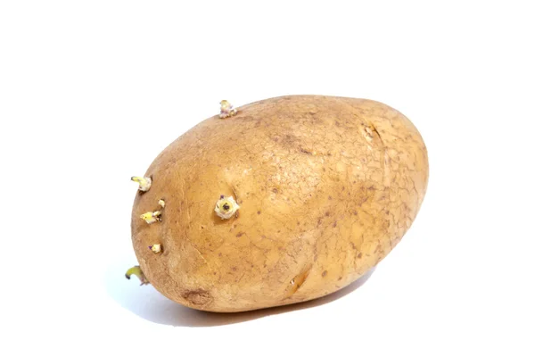 Saatkartoffeln sprießen — Stockfoto
