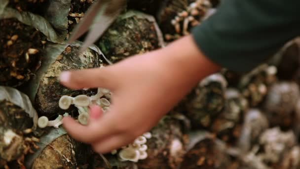 Close up agricultor colheita cogumelo — Vídeo de Stock