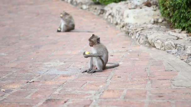 猴子吃蒸玉米 — 图库视频影像