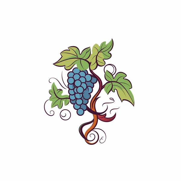 Yeşil Yapraklı Üzümler ve Beyaz Arkaplanda Kıvırcık Kök