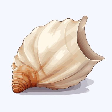 Beyaz bir yüzey üzerinde bej, sarmal şekilli bir deniz kabuğu bulunur. Geniş bir açıklığı ve çıkıntılı bir yüzeyi var. Deniz kabuğunun altında bir gölge var..