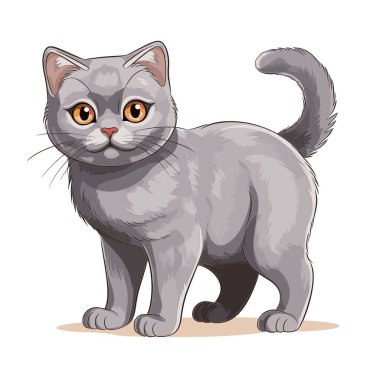 Turuncu gözlü gri İngiliz Shorthair kedisi beyaz bir yüzeyde duruyor. Kedi tuhaf bir ifadeyle doğrudan ileriye bakar..