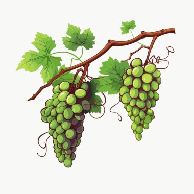 Beyaz arka planda yeşil yapraklı kahverengi bir sarmaşıktan sarkan iki demet yeşil üzüm resmi. Üzümler olgunlaşmış ve biçilmeye hazır görünüyor..