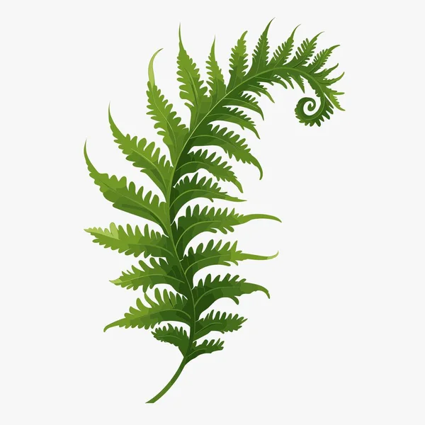 Tek, canlı yeşil eğreltiotu beyaz bir arkaplanda sergilenir. Eğreltiotunun gövdesi boyunca birden fazla yaprağı vardır ve ucu spiral bir şekle bürünür. Eğreltiotu ayrıntılı bir çizimdir..