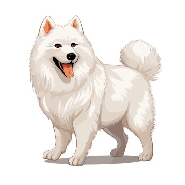 Beyaz, tüylü bir Samoyed köpeği duruyor ve dili açık gülümsüyor. Köpeğin kalın bir paltosu var ve mutlu bir ifadeyle ileri bakıyor..