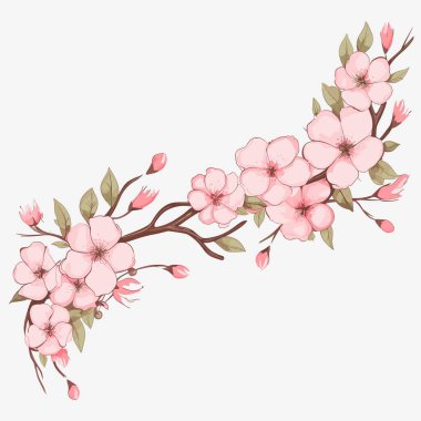 Açık pembe kiraz çiçekleri ve yeşil yapraklı bir dal beyaz arkaplanda kıvrımlar oluşturur. Çiçekler tamamen çiçek açmış ve hassas taç yaprakları var. Tomurcuklar dalda da görülebilir..