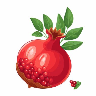 Parlak kırmızı, yuvarlak bir nar yeşil yapraklarla gösterilir. Meyvenin bir kısmı kesilerek açılır ve içindeki sulu kırmızı tohumlar ortaya çıkar. Bir kaç tohum yerde bir yaprağın yanında oturur..