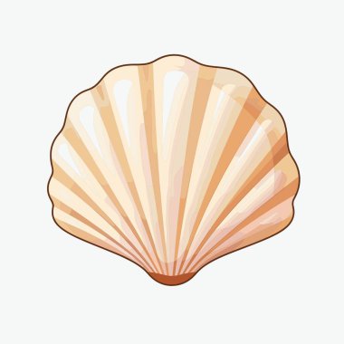 Bir illüstrasyon, açık turuncu ve bej kabuklu yırtık desenli bir yelpaze gösteriyor. Sade, beyaz bir arka planda izole edilmiştir..