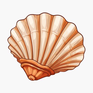 Bu bir deniz kabuğu çizimi, hafif turuncu ve tırtıklı dokusu var. Kabuğun koyu kahverengi bir dış çizgisi ve arkaplanı düz beyaz bir renktir..