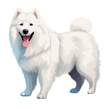Büyük beyaz Samoyed cinsi bir köpek ağzı açık duruyor. Kürkü tüylüdür ve beyaz bir arka planda izole edilmiştir. Dili dışarı çıkıyor..