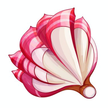 Kırmızı ve beyaz çizgili bir çiçek gösterilir. Beyaz ve kırmızı yapraklı şeker ya da tatlı bir şeye benziyor. Sapı kahverengi ve yuvarlak..