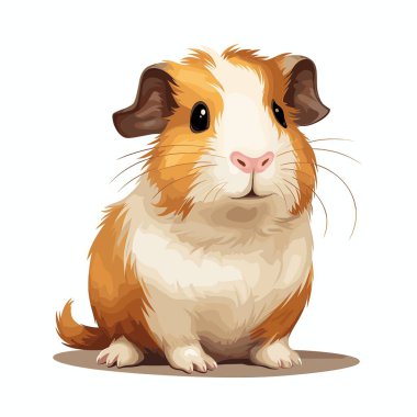 Açık turuncu ve beyaz bir Gine domuzu dik oturup dosdoğru karşıya bakıyor. Arka plan düz beyaz. Basit, sevimli bir karikatür..