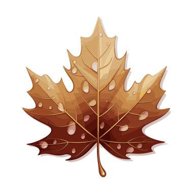 Tek bir kahverengi akçaağaç yaprağı beyaz bir arkaplanda izole edilmiştir. Yaprağın yüzeyine yapışmış su damlacıkları güzel bir sonbahar manzarası yaratıyor..