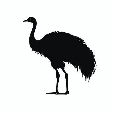 Uzun bacakları ve tüylü vücudu olan uzun bir kuş beyaz arka planda duruyor. Kuşun ince bir boynu ve zarif duruşunu vurgulayan belirgin bir duruşu vardır..