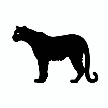 Büyük bir kedinin çarpıcı silueti gururla duruyor, şeklini gösteriyor. Hayvanın uzun bir kuyruğu ve güçlü bir yapısı vardır. Duruşu tetikte olmayı ve zarafeti gösteriyor..