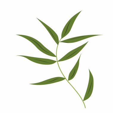 Uzun yapraklı yeşil bir dal düz beyaz arka planda belirgin bir şekilde sergilenir. Düzenleme, yaprakların doğal güzelliğini göstermektedir. Temiz ve basit bir tasarım..