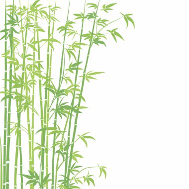Bambu sapı kümeleri zarif bir şekilde yükselirler, yemyeşil yapraklar sergilerler. Güneş ışığı dikey büyümeyi aydınlatarak doğal ortamda barışçıl bir atmosfer yaratır..